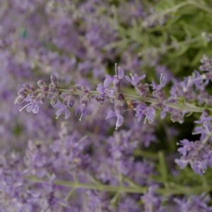 Perovskia atriplicifolia 'Bluesette'