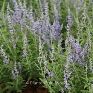 Perovskia atriplicifolia 'Lisslitt' (LACEY BLUE)
