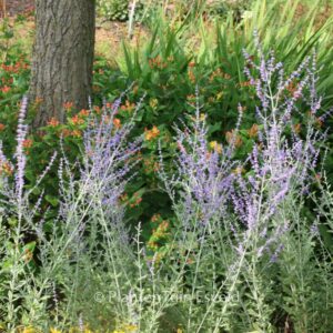 Perovskia atriplicifolia 'Little Spire'