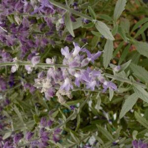 Perovskia atriplicifolia 'Prime Time'