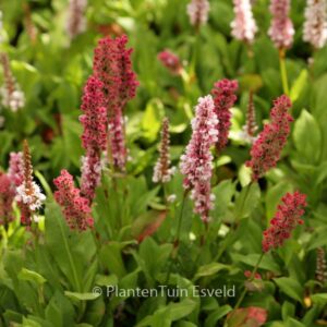 Persicaria affinis 'Kabouter'