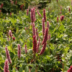 Persicaria affinis 'Superba'