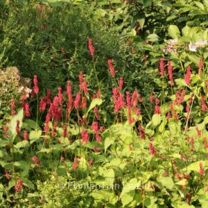 Persicaria amplexicaulis
