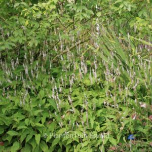 Persicaria amplexicaulis 'Alba'