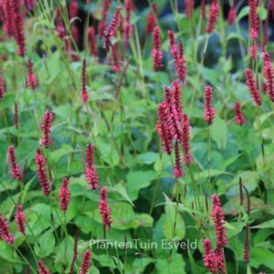 Persicaria amplexicaulis 'Blackfield'