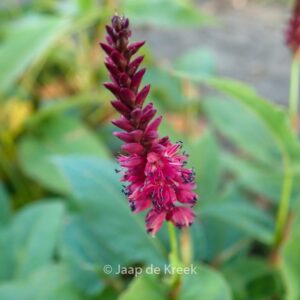 Persicaria amplexicaulis 'Heutinck'