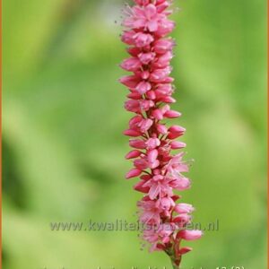 Persicaria amplexicaulis 'High Society'