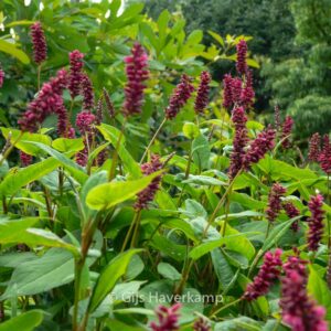 Persicaria amplexicaulis 'Inverleith'