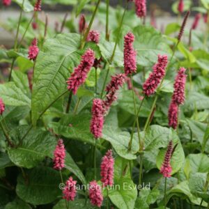 Persicaria amplexicaulis 'Lisan'