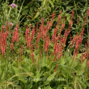 Persicaria amplexicaulis 'Orangofield'