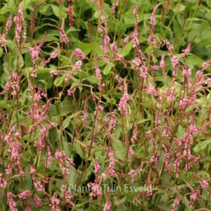 Persicaria amplexicaulis 'Pink Elephant'