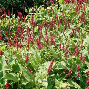 Persicaria amplexicaulis 'Red Baron'