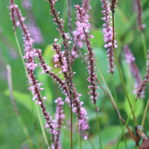 Persicaria amplexicaulis 'Rowden Gem'