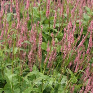 Persicaria amplexicaulis 'Seven Oaks Village'