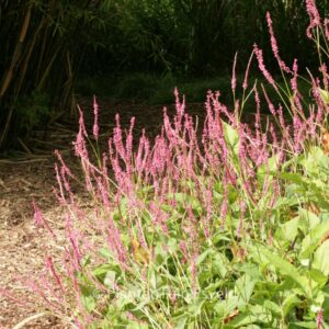 Persicaria amplexicaulis 'Summer Dance'