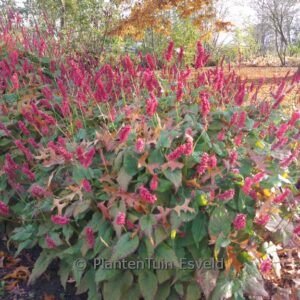 Persicaria amplexicaulis 'Taurus'