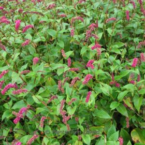 Persicaria amplexicaulis var. pendula