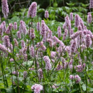Persicaria bistorta 'Superba'