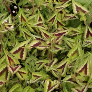 Persicaria microcephala 'Purple Fantasy'