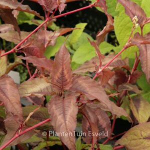 Persicaria microcephala 'Red Dragon'