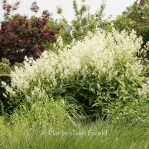 Persicaria polymorpha