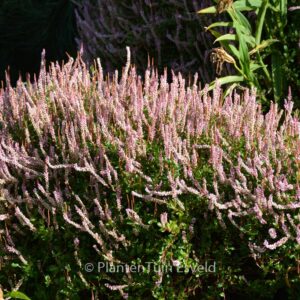 Persicaria vaccinifolia