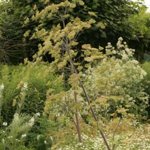 Peucedanum verticillare