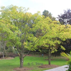 Phellodendron amurense