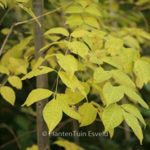 Phellodendron amurense var. sachalinense