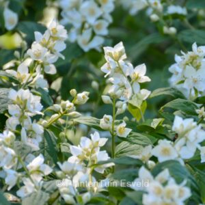 Philadelphus 'Belle Etoile'