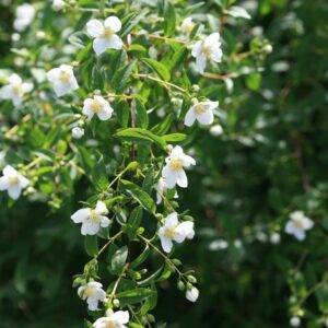 Philadelphus 'Lemoinei'