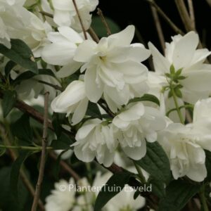 Philadelphus 'Snowbelle'