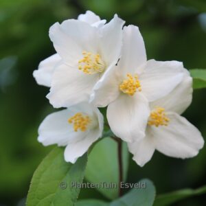 Philadelphus 'Starbright'