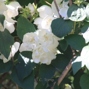 Philadelphus 'Virginal'
