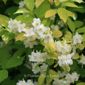 Philadelphus coronarius 'Aureus'