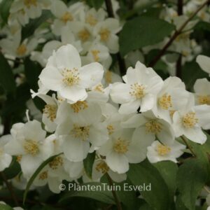 Philadelphus lewisii 'Waterton'