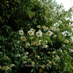 Philadelphus mexicanus 'Rose Syringa'