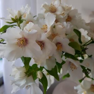 Philadelphus satsumi
