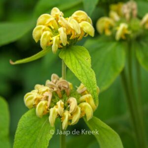 Phlomis russeliana