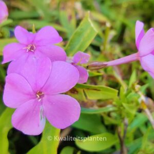 Phlox 'Forever Pink'