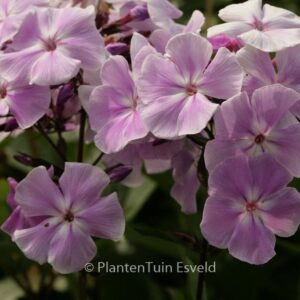 Phlox 'Franz Schubert' (Paniculata Group)