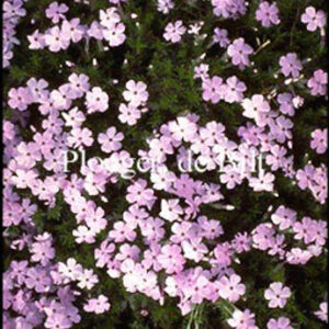 Phlox 'Lilac Cloud'