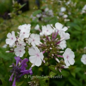 Phlox 'Nirvana'