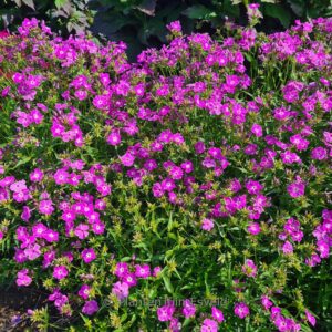 Phlox 'Opening Act Romance'