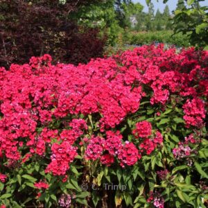 Phlox 'Starfire'