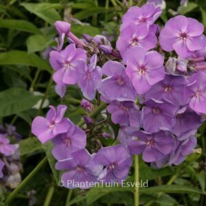 Phlox 'Sweet Summer Dream'