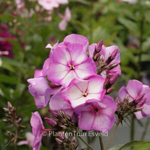 Phlox 'Sweet Summer Fantasy'