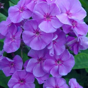 Phlox 'Sweet Summer Ocean'