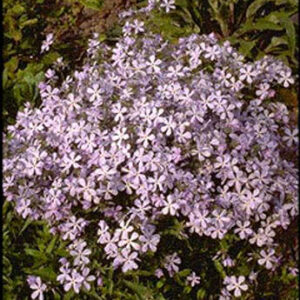 Phlox divaricata