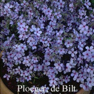 Phlox divaricata 'Chattahoochee'